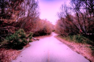 abandoned-road-in-woods